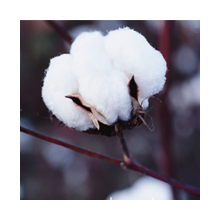 巴尔特国际棉花集团公司-印度棉